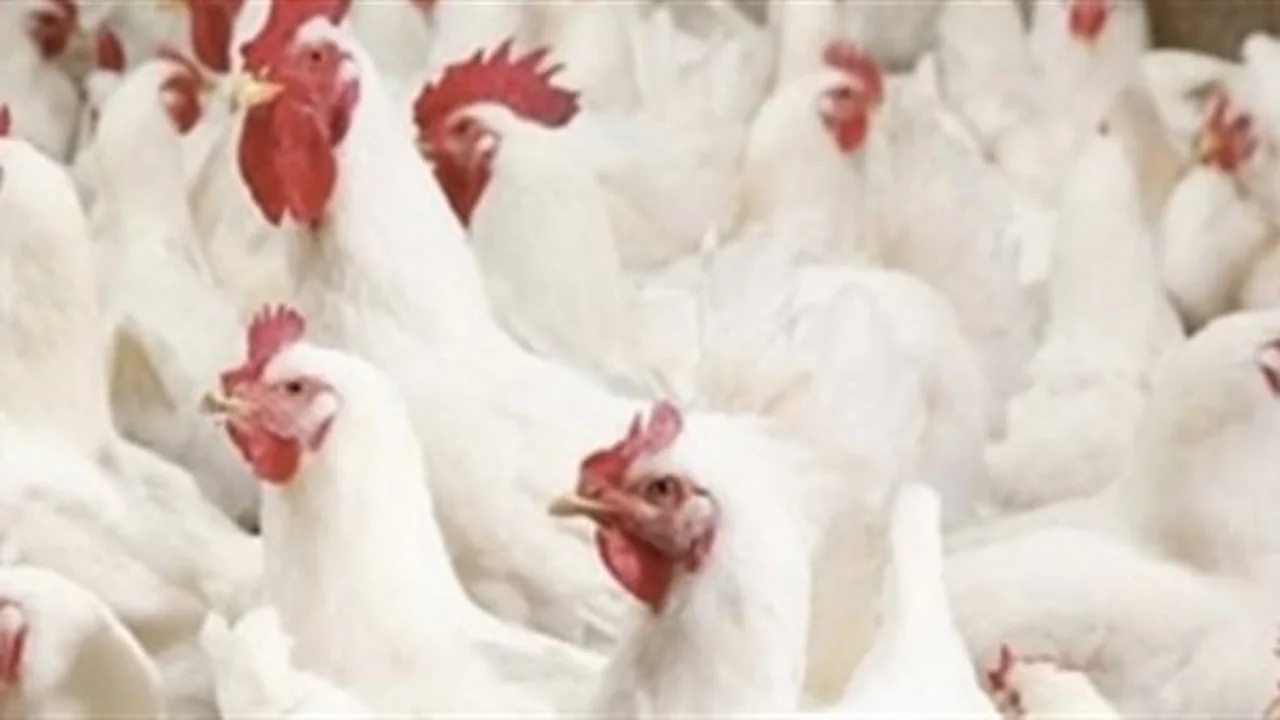 بورصة الدواجن اليوم: أسعار الفراخ البيضاء والكتاكيت تتغير بشكل ملحوظ